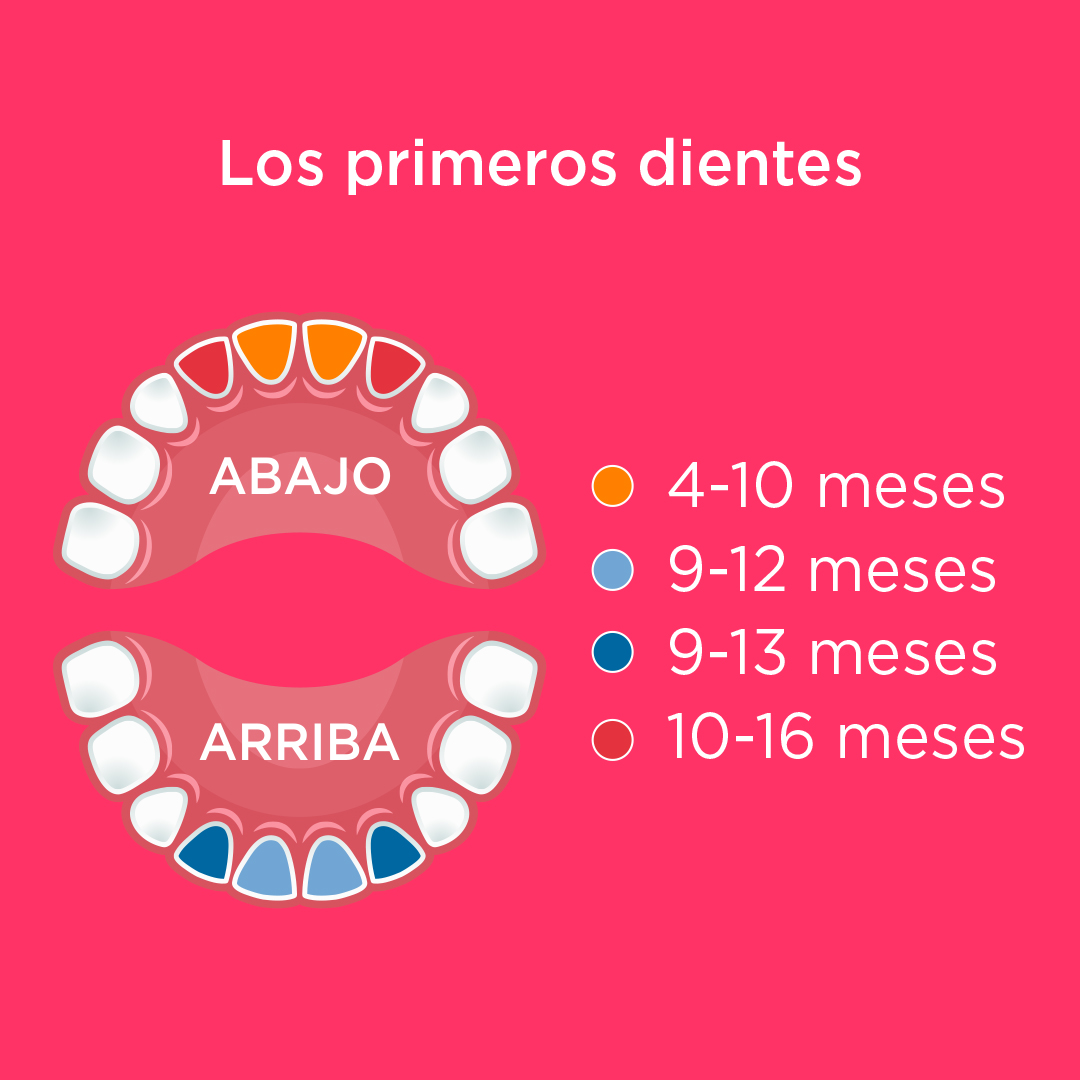 a los cuantos meses salen los dientes