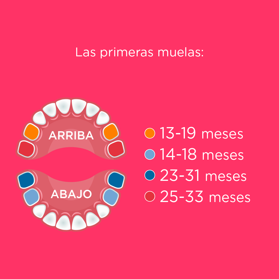 primeras muelas