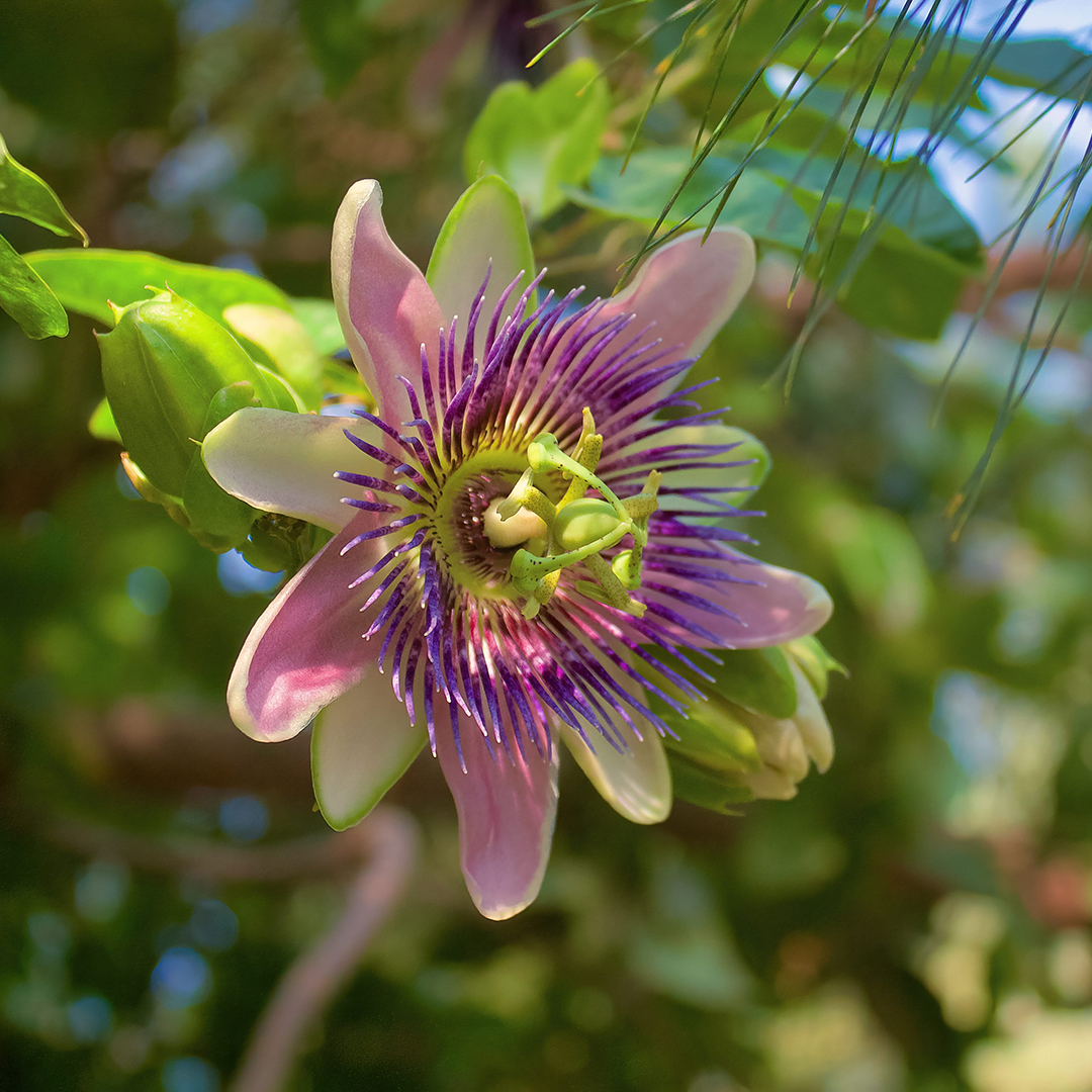 sintocalmy passiflora