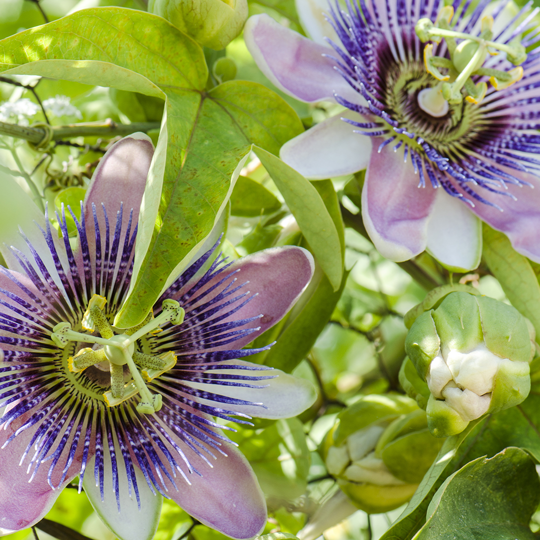 sintocalmy passiflora