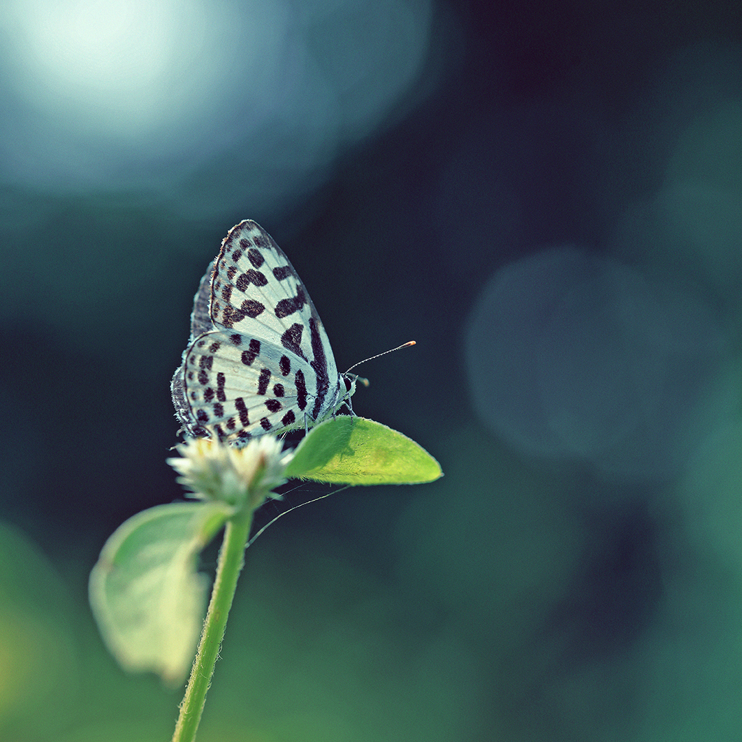 serrapeptasa qué es header
