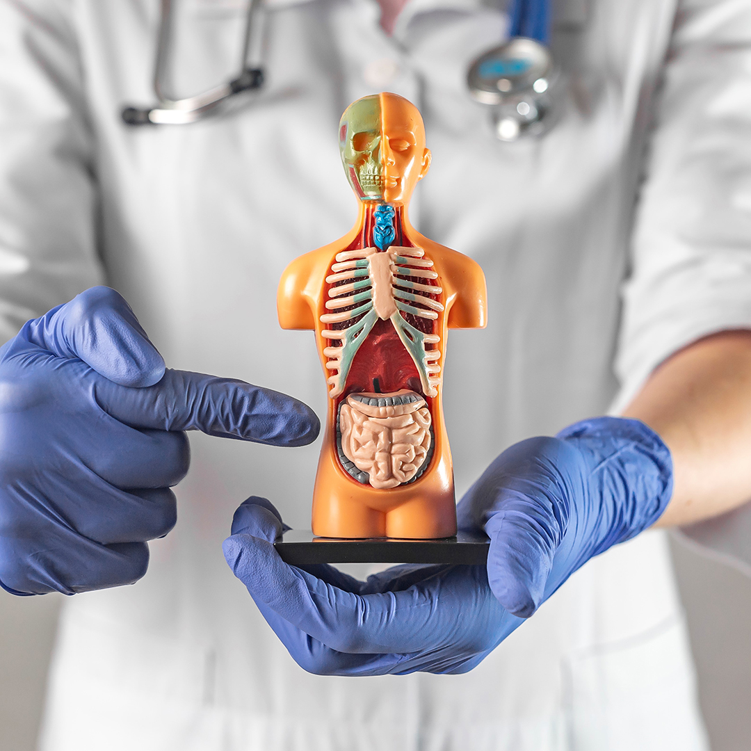 absorción de nutrientes en el intestino header