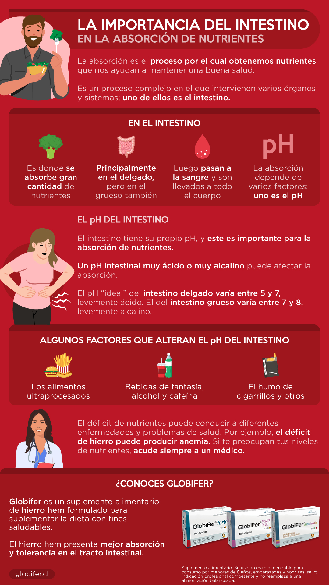 absorción de nutrientes en el intestino resumen